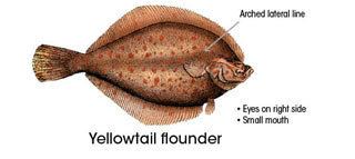 Yellowtail flounder Profiles Fishing New Hampshire Fish and Game Department