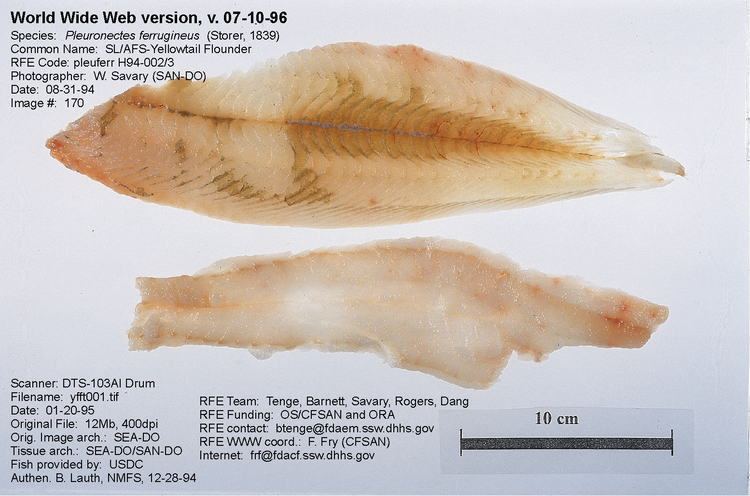 Yellowtail flounder Regulatory Fish Encyclopedia RFE RFE Page 1 for iLimanda