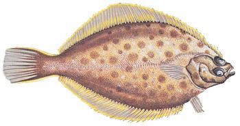 Yellowtail flounder httpswwwgreateratlanticfisheriesnoaagovner