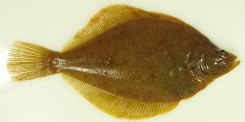 Yellowtail flounder Yellowtail Flounder Limanda ferruginea NAFO Divisions 3LNO As