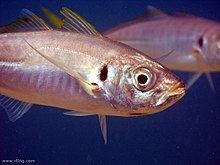 Yellowtail horse mackerel httpsuploadwikimediaorgwikipediacommonsthu