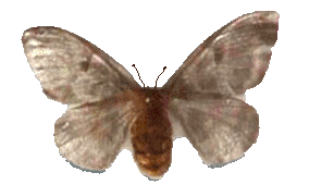 Yellowtail moth Hylesia Metabus Venezuela SerTox