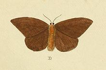 Yellowtail moth httpsuploadwikimediaorgwikipediacommonsthu