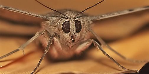 Yellowtail moth BREA VENENOS Hylesia metabus Palometa peluda