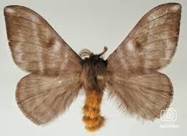 Yellowtail moth palometapeludajpg