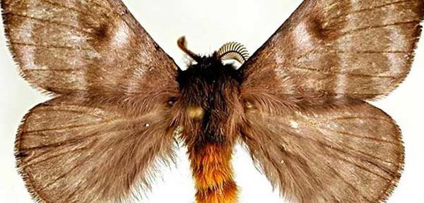 Yellowtail moth Venezuela Hylesia metabus al descubierto masverdedigitalcom