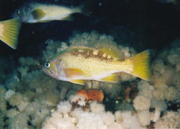 Yellowtail rockfish Yellowtail Rockfish