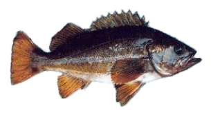 Yellowtail rockfish Yellowtail rockfish