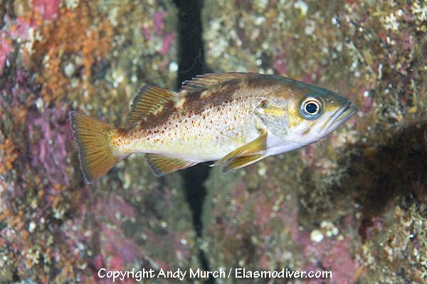 Yellowtail rockfish Yellowtail Rockfish Pictures images of Sebastes flavidus