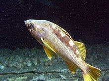 Yellowtail rockfish httpsuploadwikimediaorgwikipediacommonsthu