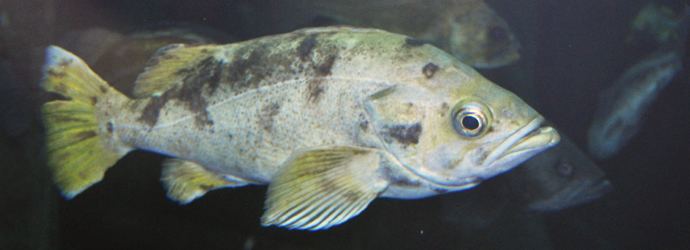Yellowtail rockfish Yellowtail Rockfish Oregon Coast Aquarium
