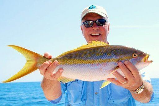 Yellowtail snapper Yellowtail Snapper Fish Key West