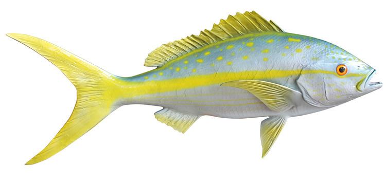 Yellowtail snapper Yellowtail Snapper Fish Replica mounted fish fish trophy