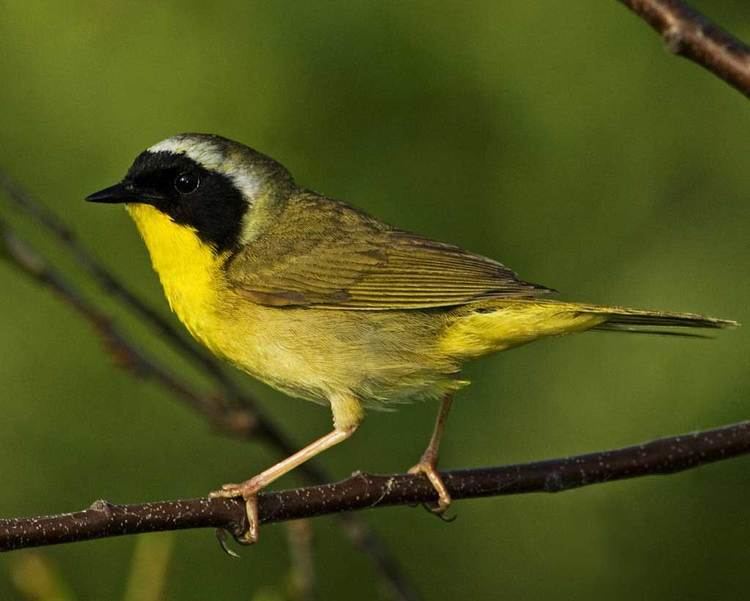 Yellowthroat Common Yellowthroat Audubon Field Guide