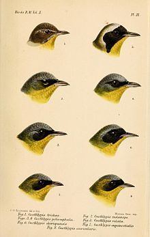 Yellowthroat httpsuploadwikimediaorgwikipediacommonsthu