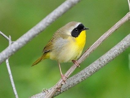 Yellowthroat Common Yellowthroat Identification All About Birds Cornell Lab