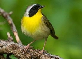 Yellowthroat Common Yellowthroat Identification All About Birds Cornell Lab