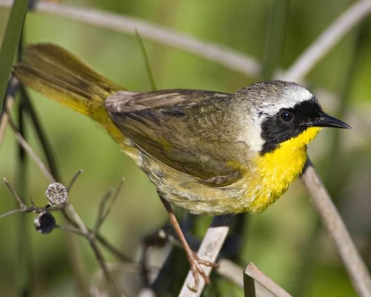 Yellowthroat Common Yellowthroat Audubon Field Guide