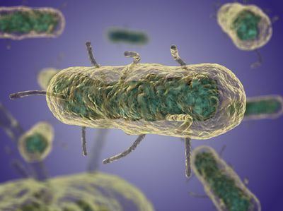 Yersinia pestis Yersinia Pestis Pathogenesis MicrobeWiki