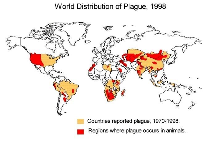 Yersinia pestis Yersinia pestis