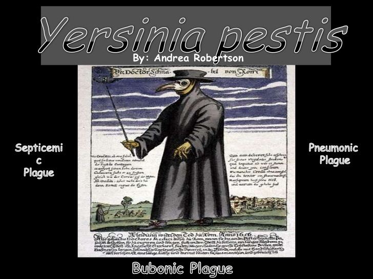 le voyage de yersinia pestis