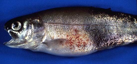 Yersinia ruckeri Bacterial Diseases Of Coldwater Fishes Fisheries Media Gallery