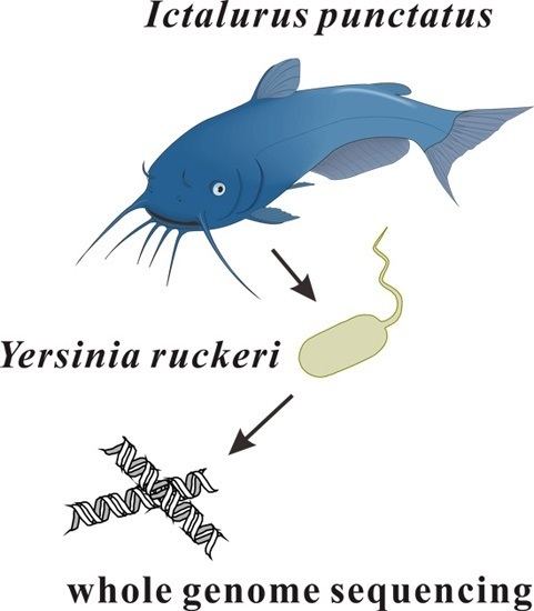 Yersinia ruckeri IJMS Free FullText Genome Sequence of the Fish Pathogen