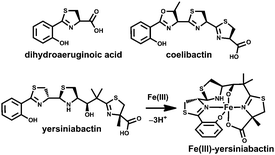 Yersiniabactin The variable hydroxamic acid siderophore metabolome of the marine