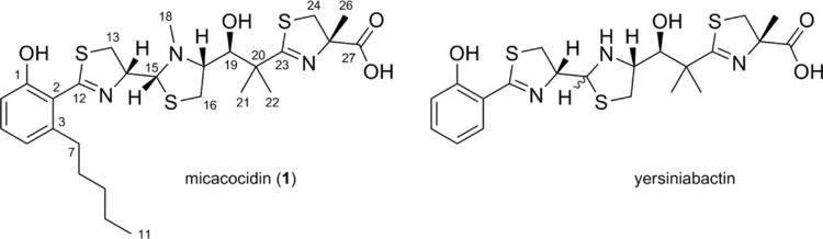 Yersiniabactin Biosynthesis of a Complex YersiniabactinLike Natural Product via