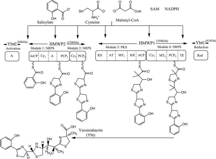 Yersiniabactin Total Biosynthesis and Diverse Applications of the Nonribosomal