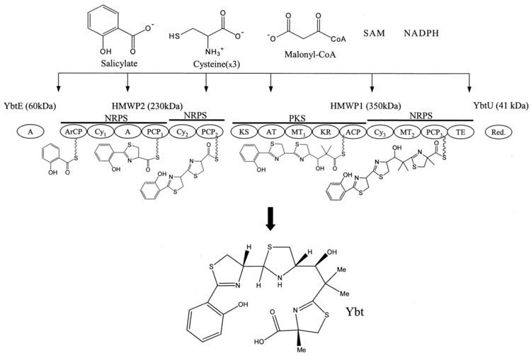 Yersiniabactin Biosynthesis of Yersiniabactin a Complex PolyketideNonribosomal