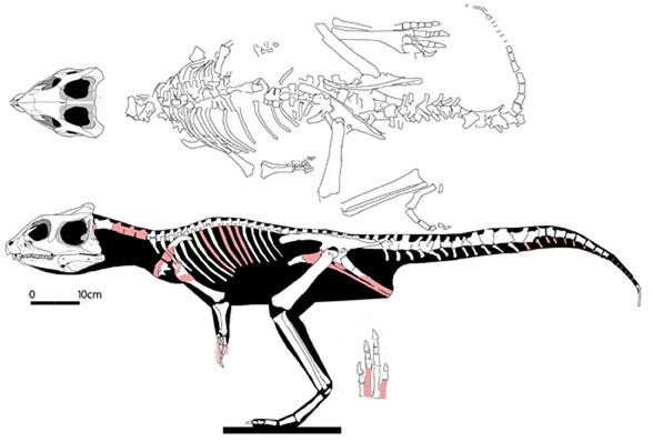 Yinlong Yinlong and Psittacosaurus