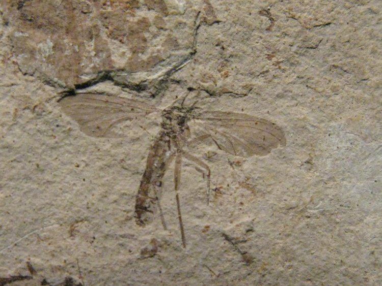 Yixian Formation Insect Fossils for Sale
