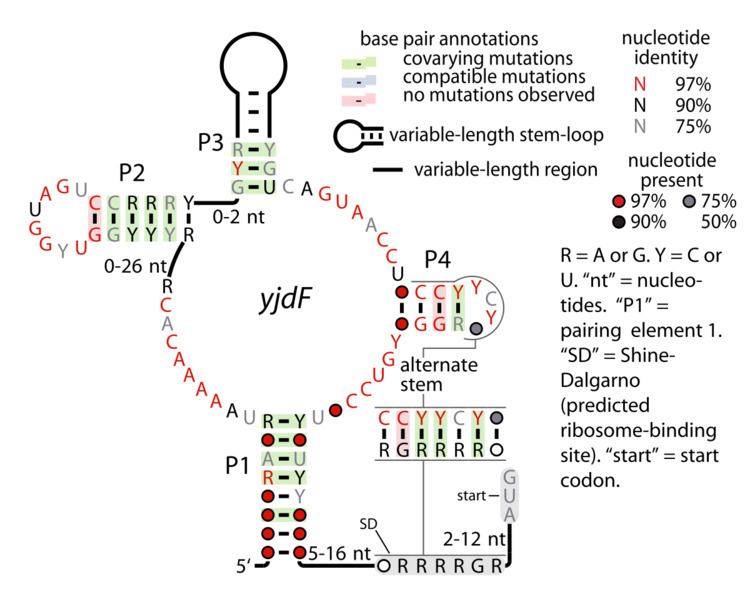 YjdF RNA motif