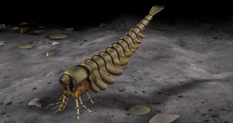 Yohoia Yohoia Fossil Gallery The Burgess Shale