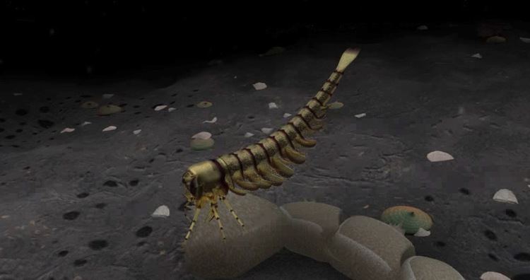 Yohoia Yohoia Fossil Gallery The Burgess Shale
