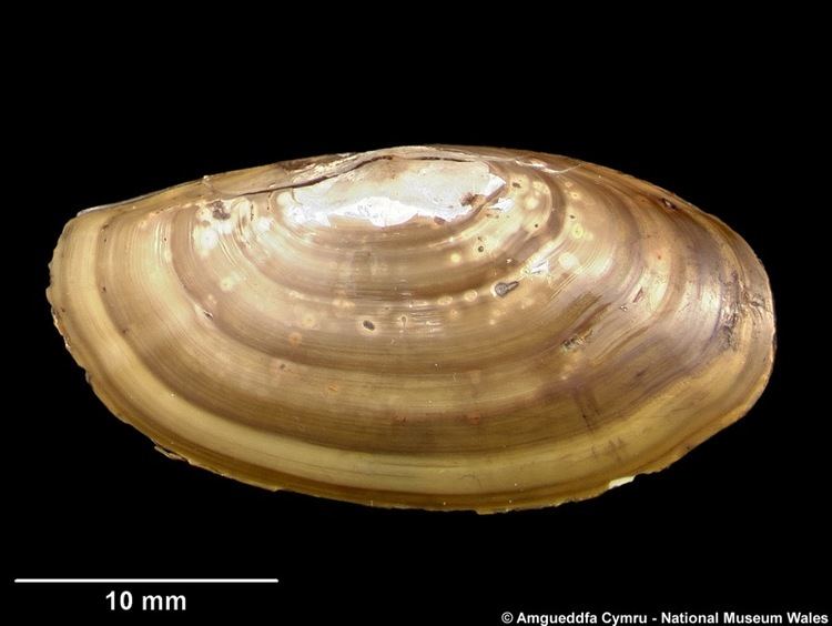 Yoldia Yoldia hyperborea Gould 1841 Marine Bivalve Shells of the