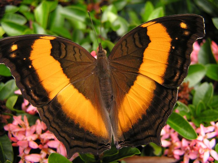 Yoma (butterfly)