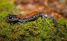 Yonahlossee salamander Yonahlossee salamander Wikipedia