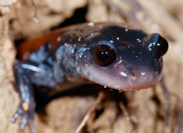 Yonahlossee salamander FilePlethodon yonahlossee Yonahlossee Salamander 2285292246jpg