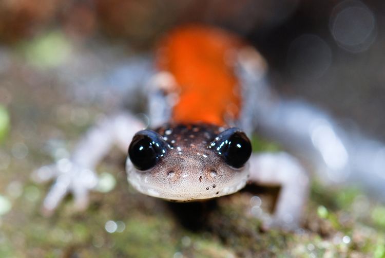 Yonahlossee salamander FilePlethodon yonahlossee Yonahlossee Salamander 2294199156jpg