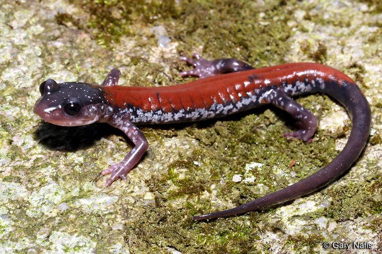 Yonahlossee salamander Yonahlossee Salamander Plethodon yonahlossee