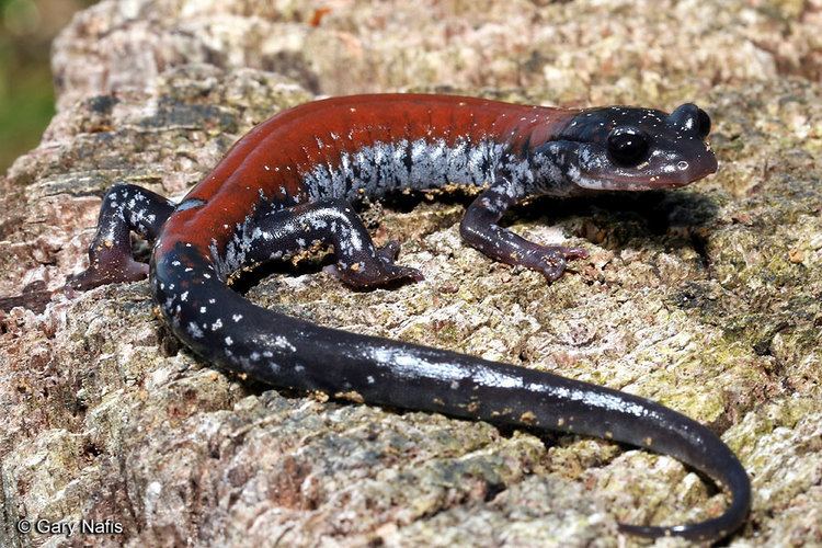 Yonahlossee salamander wwwcaliforniaherpscomnoncalmiscmiscsalamander