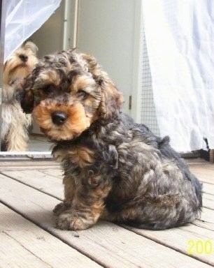 Yorkipoo Yorkipoo Terrier Dog Breed Pictures Page 2