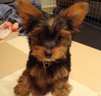 Yorkipoo Yorkipoo Dog Breed Information and Pictures