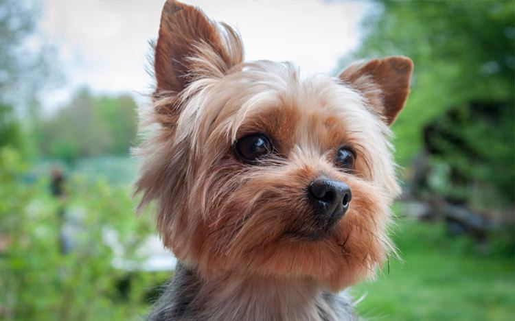 Yorkshire Terrier 7 Things We Bet You Didnt Know About Yorkshire Terriers American