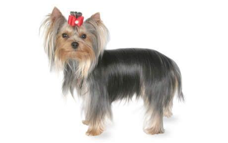 Yorkshire Terrier Yorkshire Terrier Dog Breed Information Pictures Characteristics