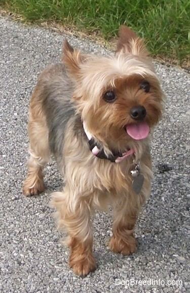 Yorkshire Terrier Yorkshire Terrier Dog Breed Information and Pictures Yorkie
