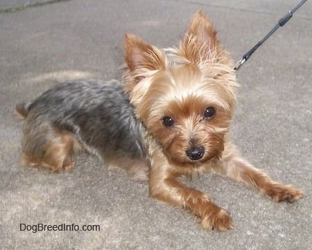 Yorkshire Terrier Yorkshire Terrier Dog Breed Information and Pictures Yorkie