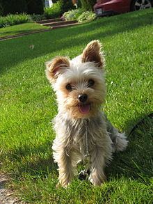 Yorkshire Terrier httpsuploadwikimediaorgwikipediacommonsthu